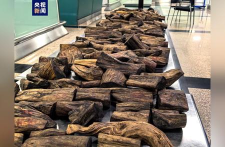 厦门海关查获沉香木近49公斤，旅客行李中藏匿被发觉
