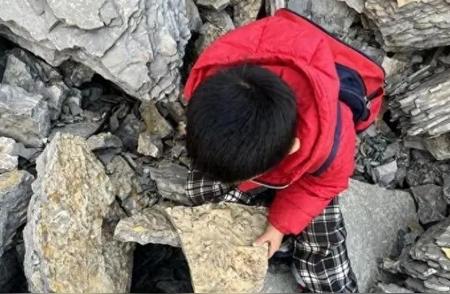 临沂五岁男孩在登山途中意外发现古生物化石