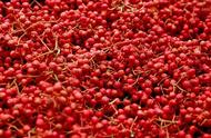 庆祝建州七十周年：阿坝特产大红袍花椒的独特魅力