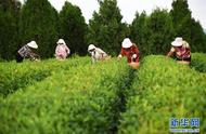 日照山东：秋茶收获季节
