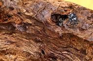 「香道启蒙课」：从一块被细菌感染的烂木头开始了解沉香