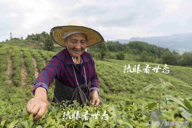 又到夏茶采摘季，这些农村留守老人一天能采数十斤，收入可达百元