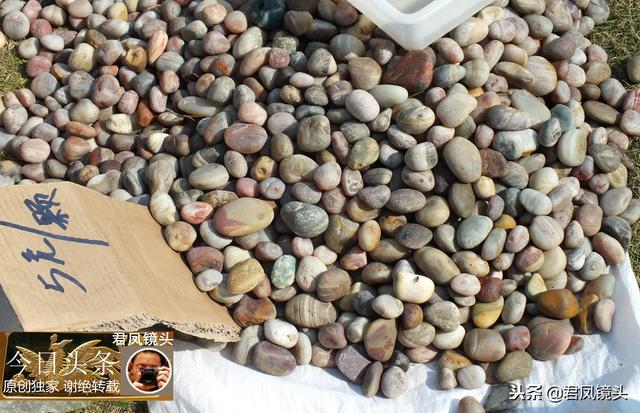 湖北宜昌：三峡奇石价值高，红玛瑙龙吐珠质地品相好，售价5万元